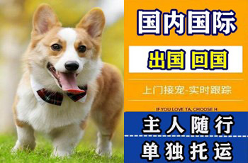 合川区宠物托运公司合川区宠物托运公司合川区宠物托运公司